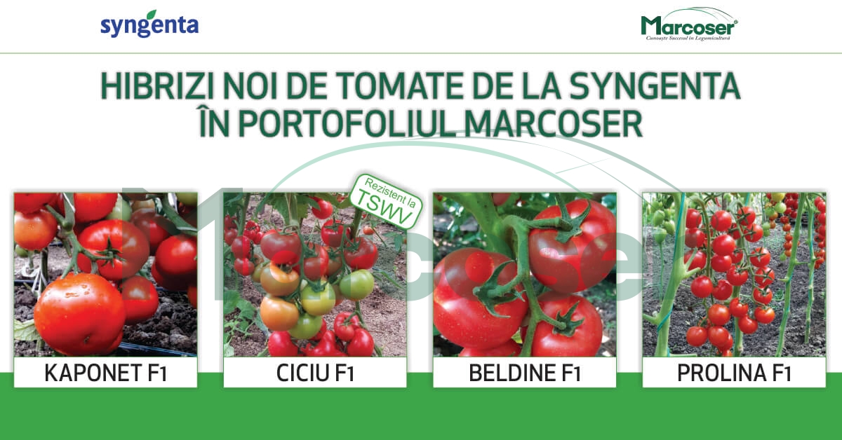 Hibrizi noi de tomate de la Syngenta in portofoliul Marcoser