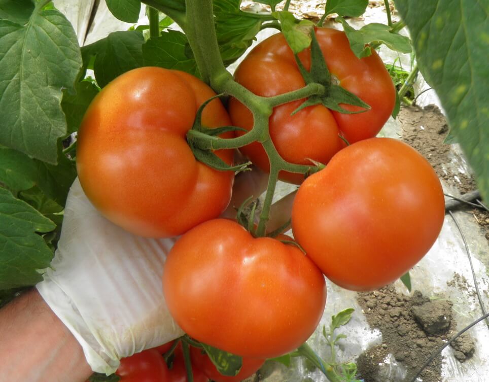 Schema de tratamente pentru cultura de tomate
