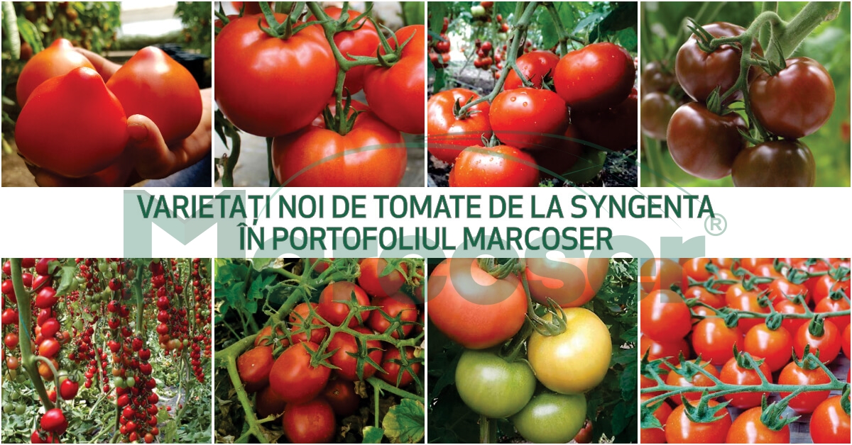 Hibrizi noi de tomate de la Syngenta