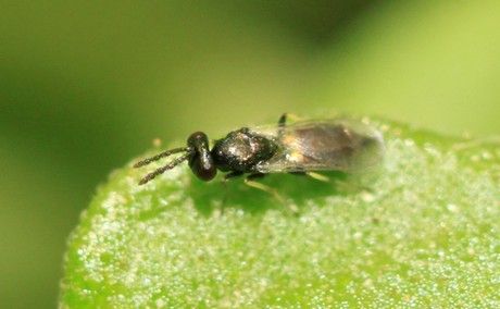 Metode de combatere biologica a Tutei Absoluta