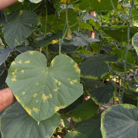 Mana castravetilor - Pseudoperonospora cubensis