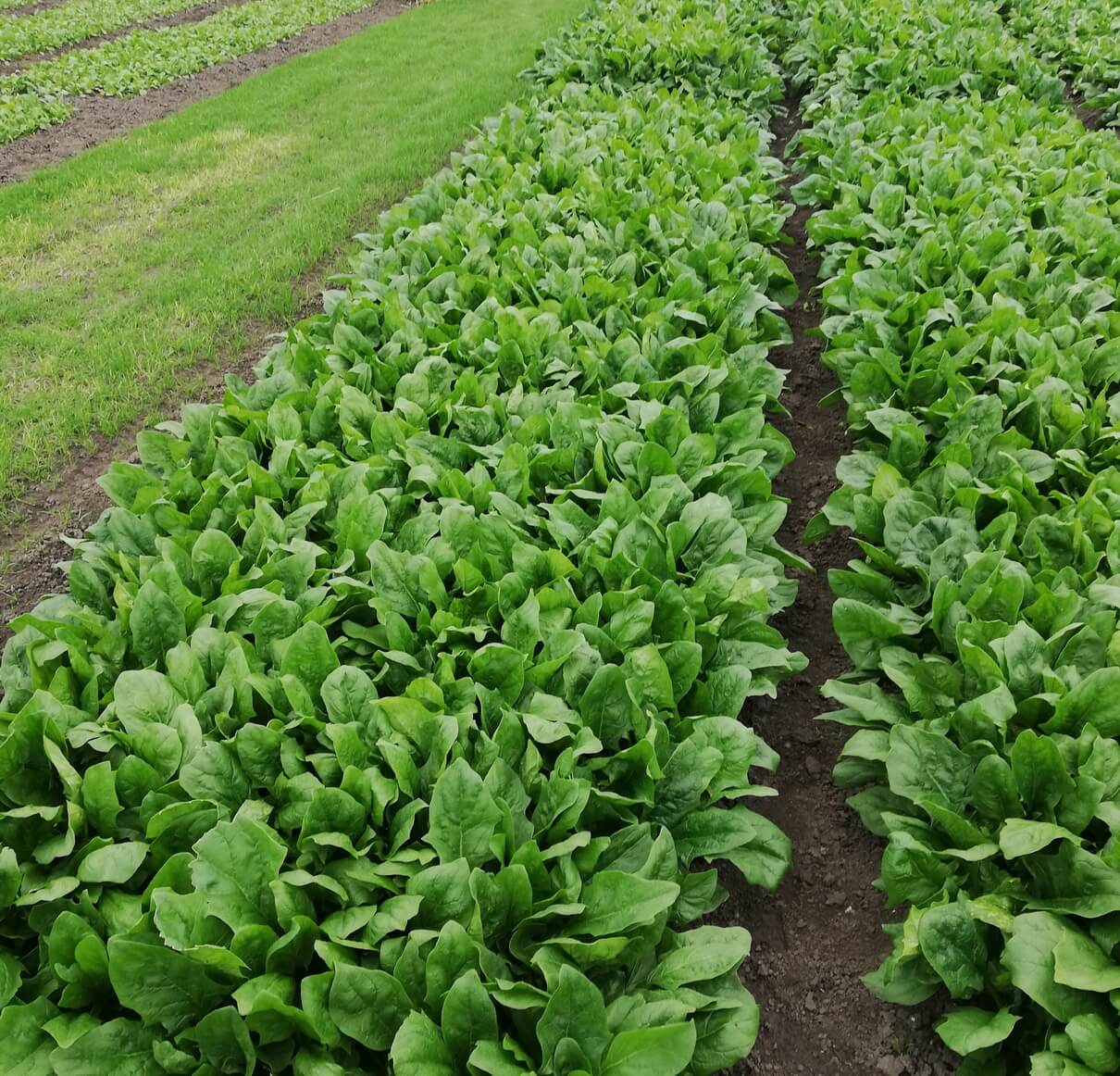 Cultura de spanac. Tehnologia de cultivare in solar si camp