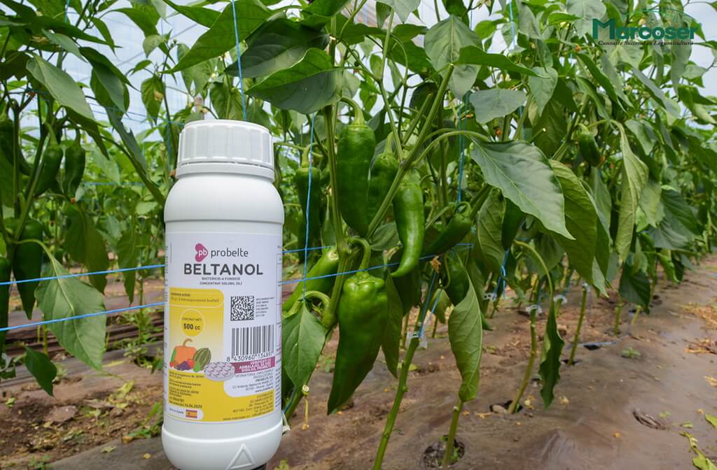 Beltanol -  fungicid- bactericid pentru combaterea bolilor vasculare 