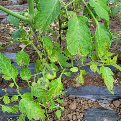 Patarea pustulara a tomatelor