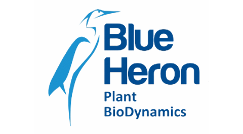 Blue Heron