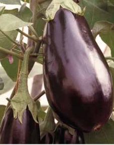BLACK PEARL F1