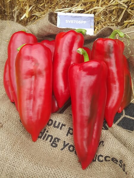 KAPRIMA F1