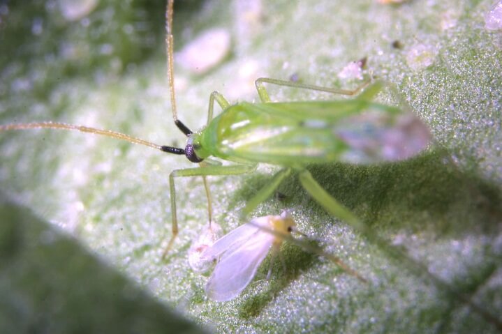 MACROLINE