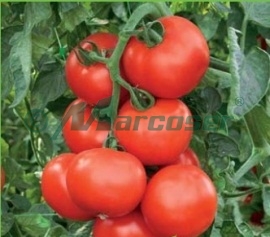 ABELLUS RZ F1 
